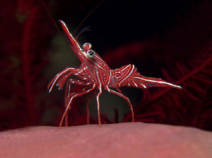 Hinge-back Shrimp, Tulamben by Doug Anderson 